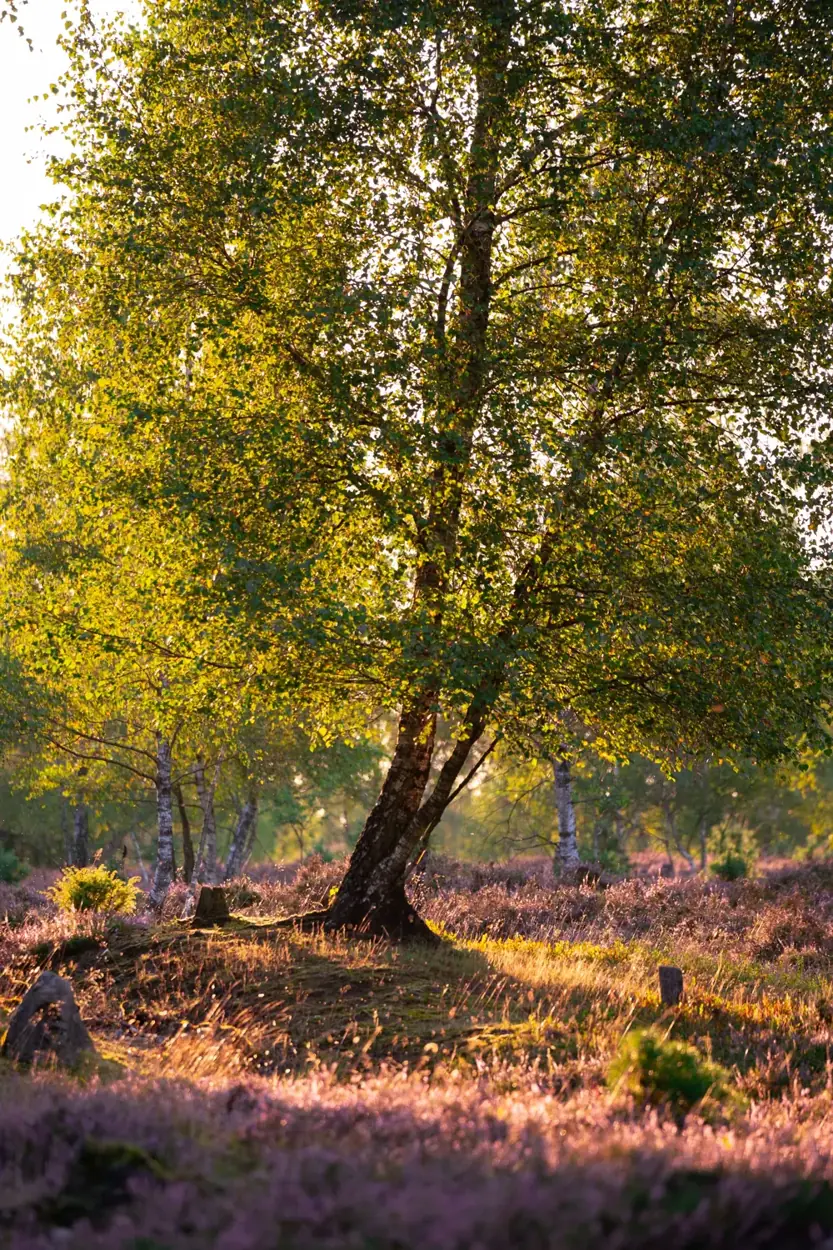 Blühende Heide mit einem einzelnen Baum
